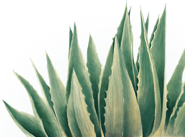Plant Decoration